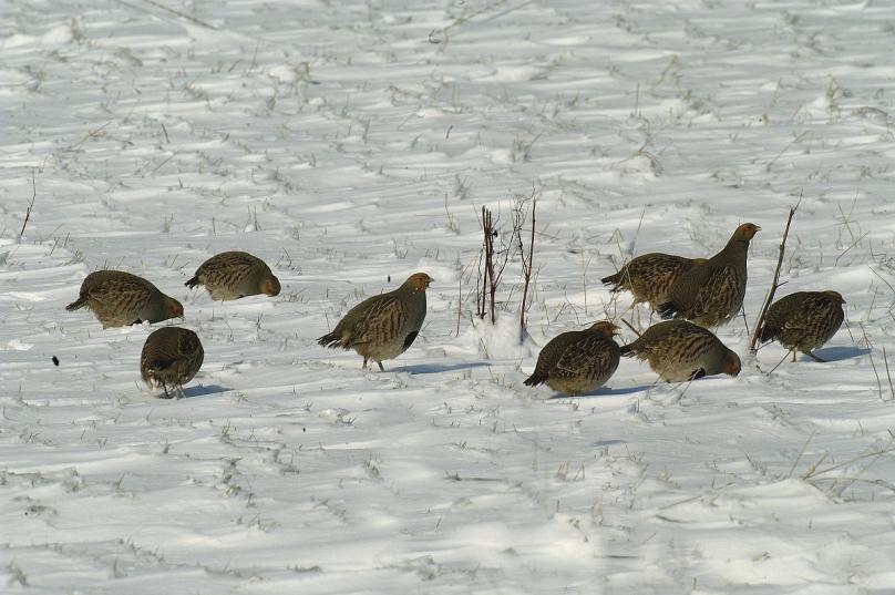 Wintervogels