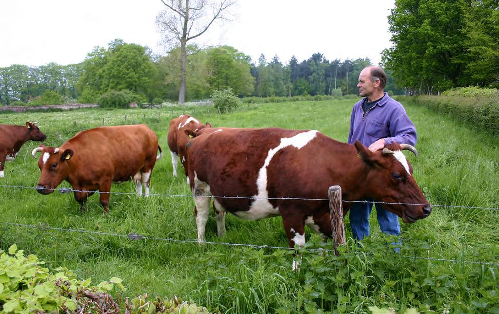 7 Brandrode runderen Geldersch Landschap & Kasteelen zet zich in voor behoud van oude, zeldzame Gelderse huisdierrassen.