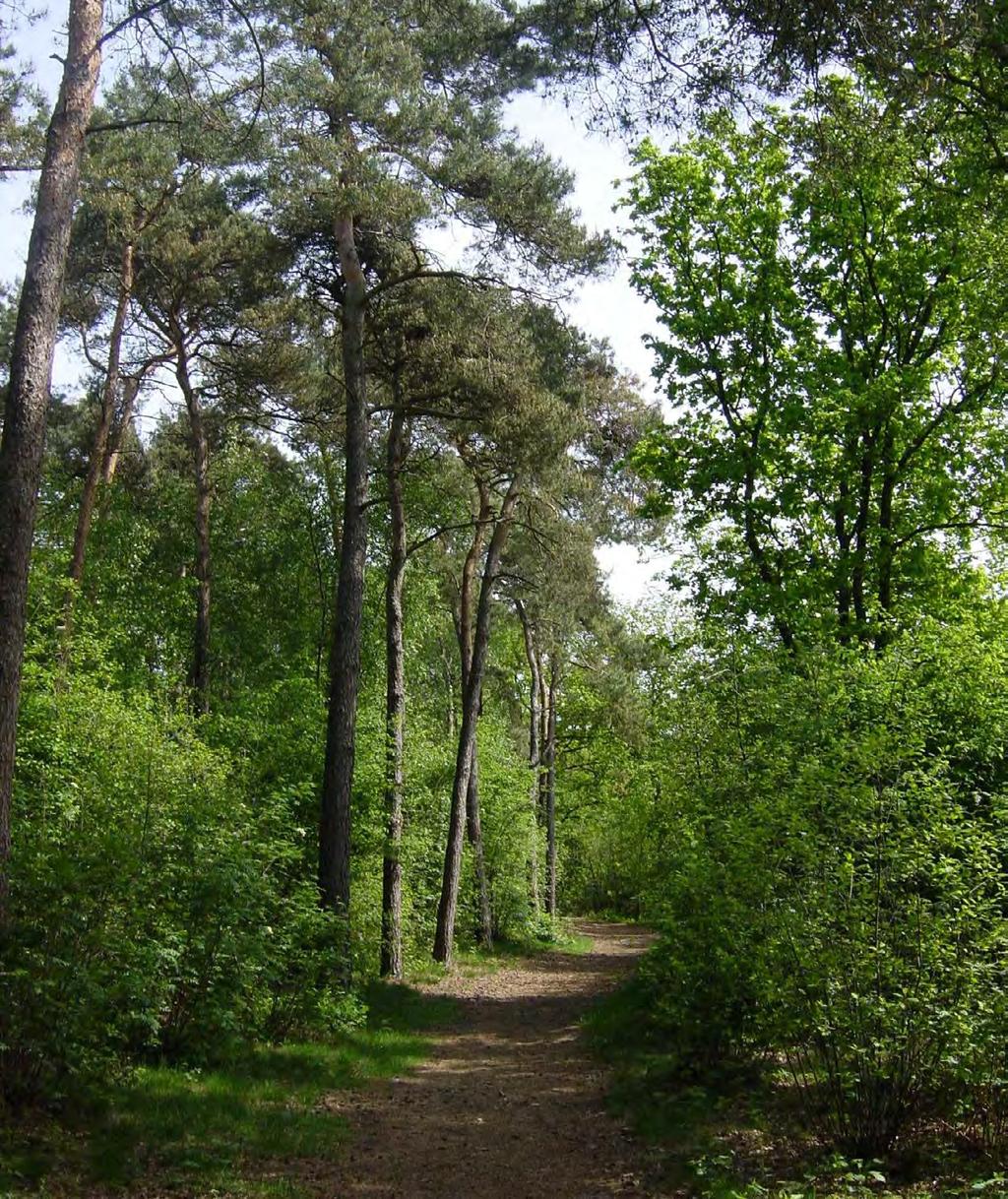 12 Grove den Het Hernense bos bestaat vooral uit eikenhakhout en grove den.