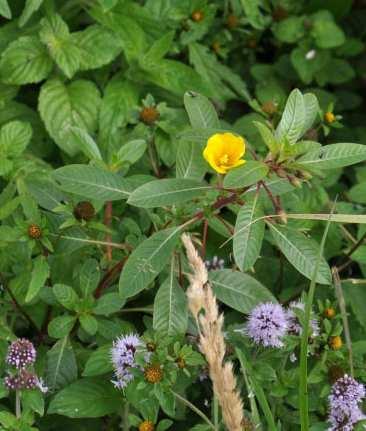 Even voorstellen Kleine waterteunisbloem (Ludwigia peploides) komt uit Zuid-Amerika groeit op slikkige oevers vormt lange drijvende uitlopers en drijvende matten eirond glimmend blad gele