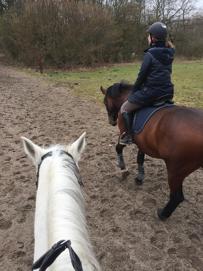 Maar niet alleen in de (binnen)bak loopt Idool. Hij geniet er ook enorm van om met zijn paardenvriendjes naar het bos te gaan.