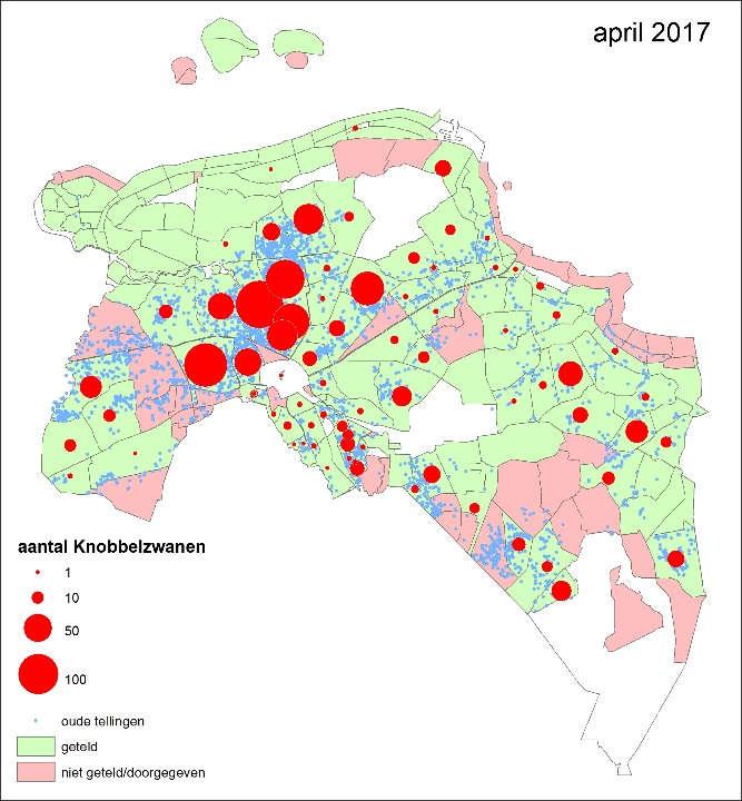 2000 1500 2016/2017 2017/2018 1000 500 0 nov feb apr Figuur 2. Totaal getelde aantallen Knobbelzwanen in Groningen in 2017/18 met ter vergelijking de aantallen uit de tellingen in het seizoen 2016/17.