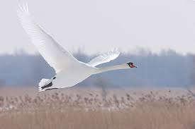 Dankwoord Uiteraard veel dank aan alle watervogeltellers die extra aandacht aan de Knobbelzwanen hebben besteed en ook aan Jeroen Nienhuis die vanuit Sovon de telgegevens bewerkte en kaartjes maakte.