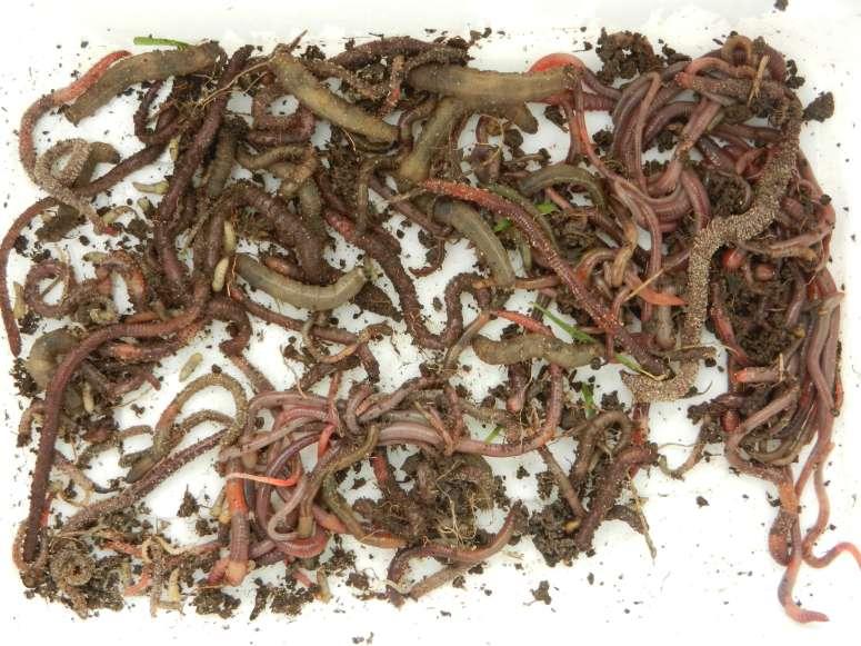 De rol van het bodemleven: wormen Ontsluiting van de ondergrond!