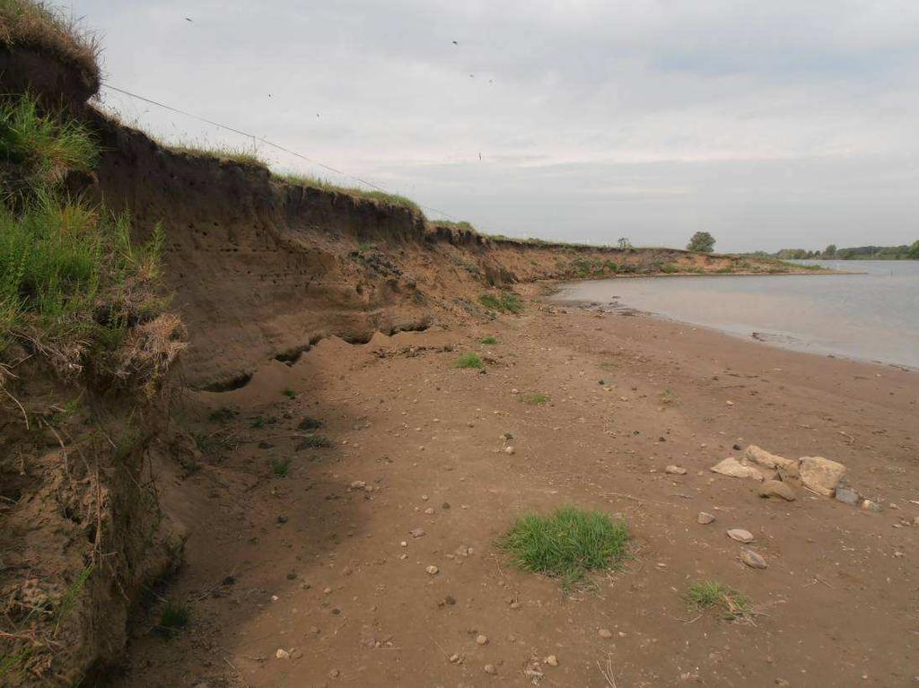 De hoge erosieoever bij kasteel Ooijen in 2011 (foto Pepijn Calle). 3.8.4 Broedvogels In de steilwanden zat in 2011 een kolonie van 40 + 70 (110) holen van Oeverzwaluw.