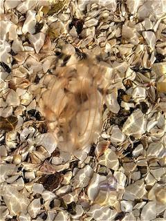 Gewone oester (Ostrea edulis). Algemeen. Tweetandschelpje (Kurtiella bidentata). 1x Gewone kokkel (Cerastoderma edule). Zeer Brakwaterkokkel (Cerastoderma glaucum). Algemeen. Geknobbelde hartschelp (Acanthocardia tuberculata).