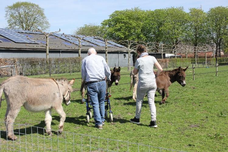 Activiteiten Afgelopen jaar hebben 10 ezels opgehaald bij ezeleigenaren die diverse omstandigheden niet meer voor hun ezel(s) konden zorgen.