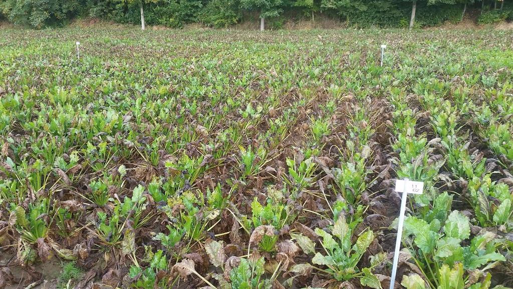 resistenties of specifieke eigenschappen Nematoden