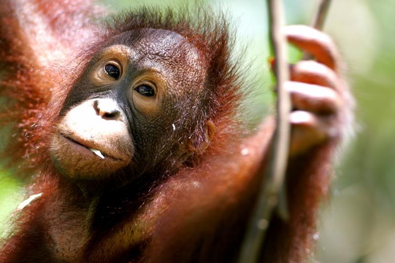 Dag 7: Batang Ai Semenggoh Orang-oetan Centrum Kuching Je vertrekt vandaag weer richting Kuching en gaat eerst naar het Semenggoh Orang-oetan Rehabilitation Centre.