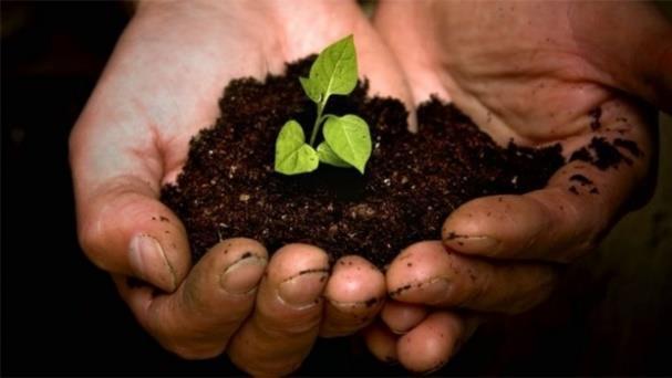 3.3. Turfvrije potgrond Potgrond wordt veelal door consumenten gebruikt in de tuin. Momenteel bestaat potgrond uit een mengsel van turf en veengrond.
