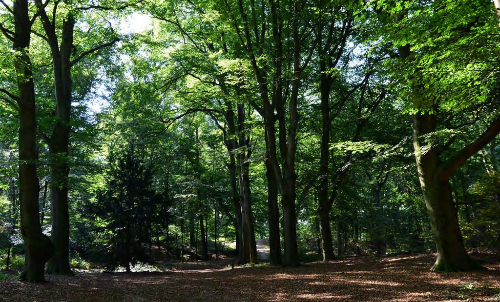 boom omgezaagd worden. Het restant blijft liggen voor organismen die leven in, van en op dood hout.