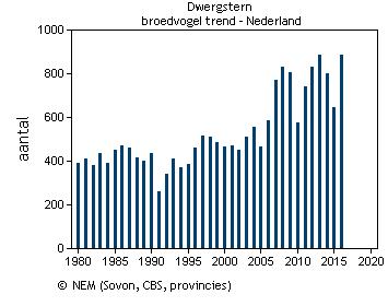 2.3.6 DWERGSTERN De trend van het aandeel van de Nederlandse populatie van de dwergstern dat op Terschelling broedt (figuur 11), komt overeen met de landelijke trend van de dwergstern (figuur 12).