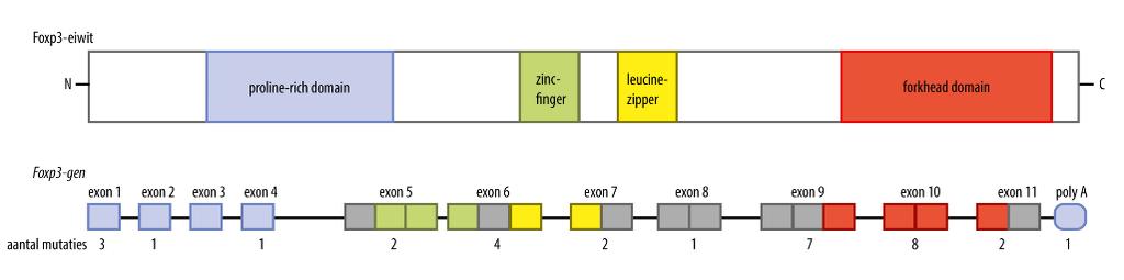 Foxp3 gen heeft 11 exonen Multipele mutaties gevonden: