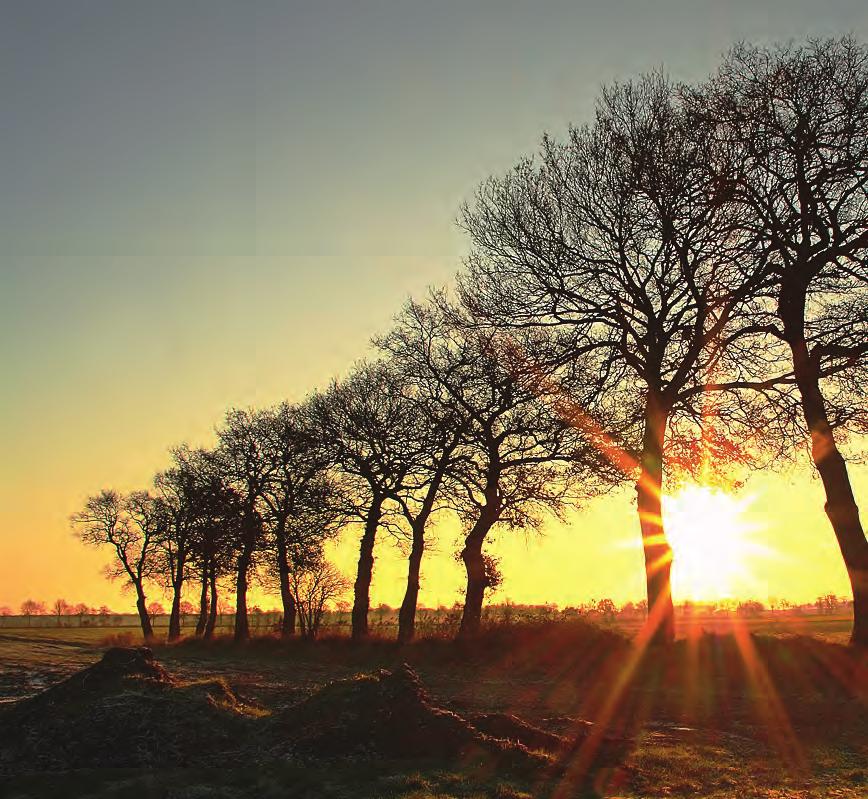 Landschapsboom in