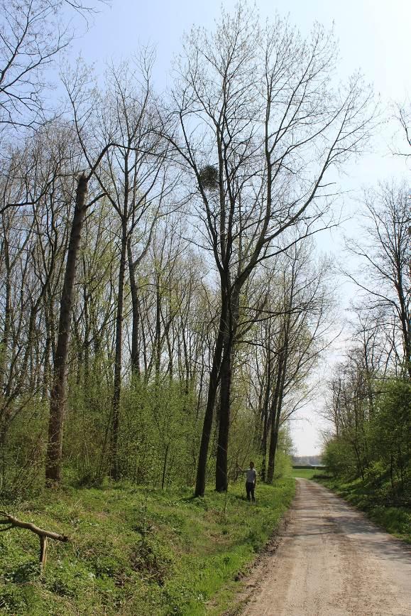 Uitvoering Voor daslook en maretak is onderzoek gedaan in de geschikte periode op 16 april 2015 door ecoloog J. Melis van Antea Group. Het gehele modificatietracé is afgelopen en geïnspecteerd.