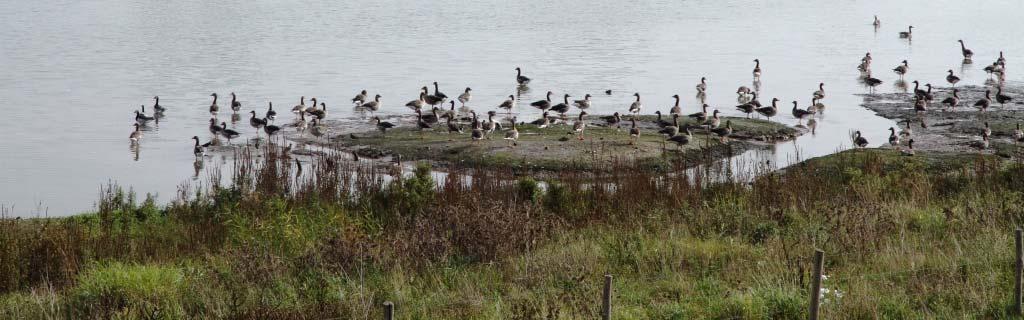 Voorwoord Na overleg met de Programmaraad heeft de Rekenkamer ervoor gekozen om het thema Natuurbeleid en -beheer onder de loep te nemen.