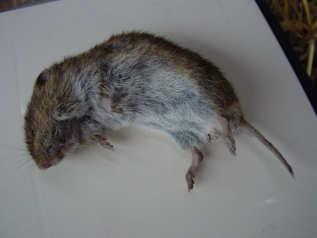 Ware muis (Bosmuis, Huismuis) Belangrijkste kenmerk is de lange staart, in