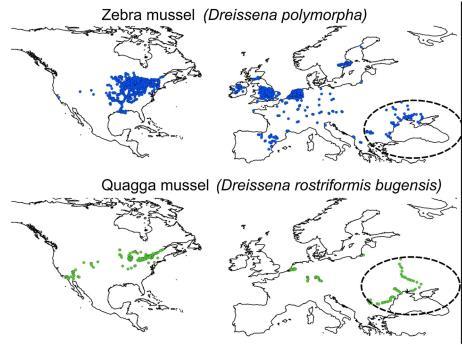 Verspeiding Dreissenids
