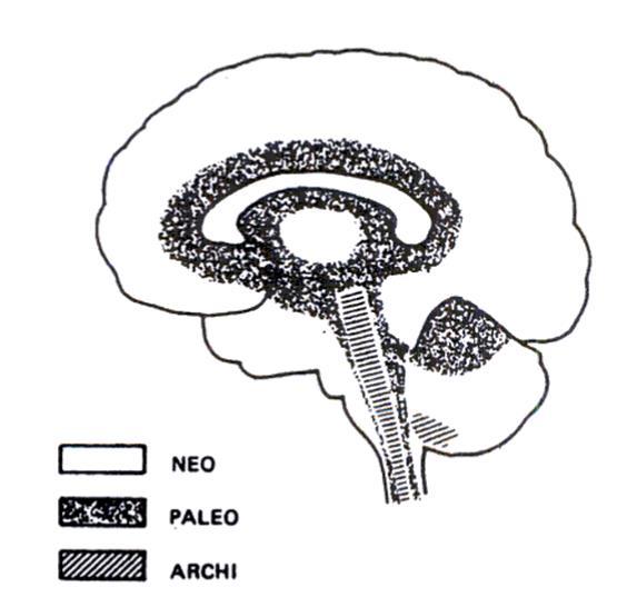 Fylogenetisch hiërarchisch model; archi-, paleo- en neoniveau Cortex Corpus Callosum Thalamus