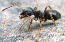 Voorbeeld: Mieren in kalkgraslanden Duitsland en