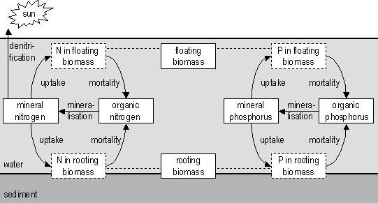Figuur B2.1 Schematisch overzicht van de processen in NuswaLite Invoer voor NUSWALITE wordt gemaakt op basis van resultaten van het model ANIMO.