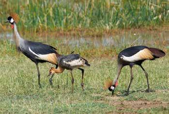 De beste regenwulp, op het strand bij Shatti Road grijze kroonkraanvogel, Tanzania, seizoenen zijn het voor- en najaar, als trekvogels Qurm Park als trekpleister gebruiken.