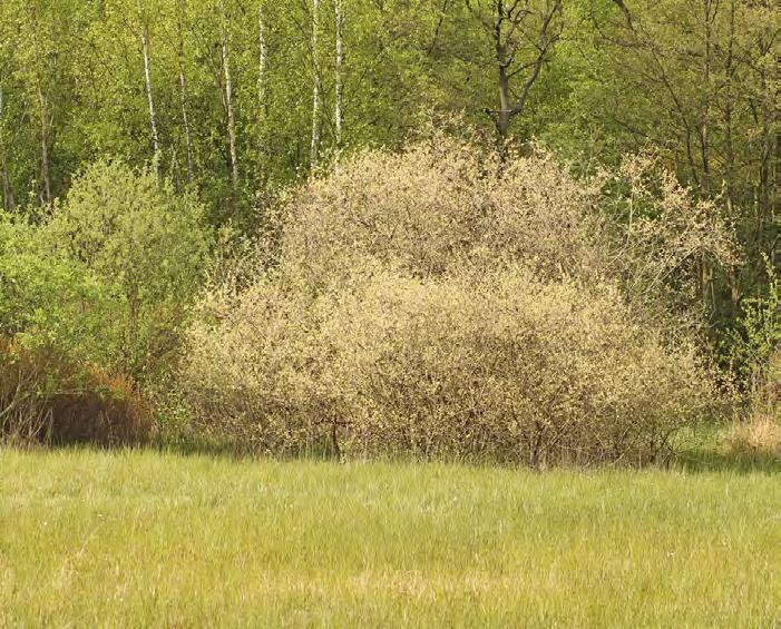 Factsheet: De bij en wilgenstruweel Bloeiende geoorde wilg aan nat schraalgrasland Algemeen Vrijwel volledig uit wilgen bestaande struwelen op vochtige tot natte bodem.