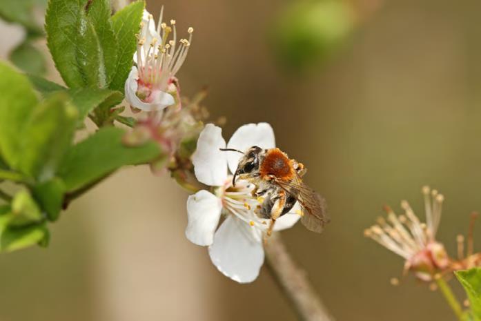 Factsheet: De bij in boomgaarden Vrouwtje van het roodgatje op bloeiende prunussoort Karakteristieke bijen Honingbijen, meidoornzandbij, rosse metselbij, gehoornde metselbij, wimperflankzandbij,