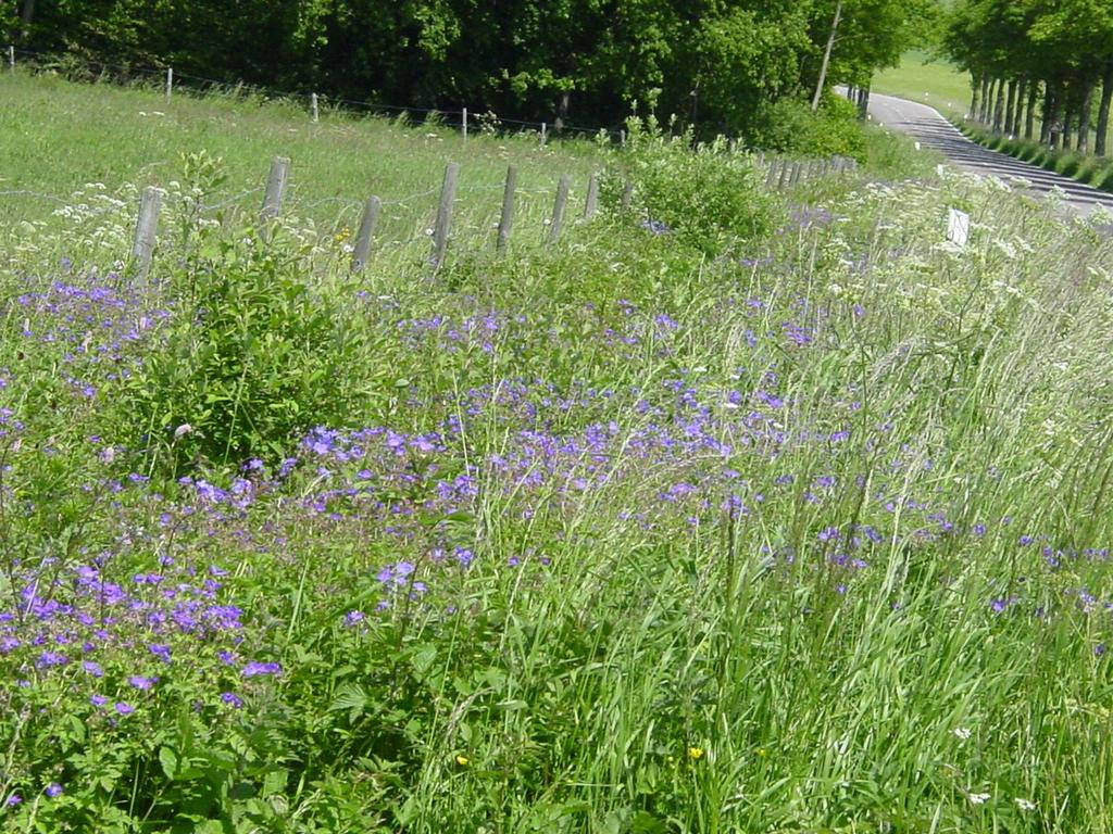 Factsheet: De bij in droog grasland op zand Foto: Janny Resoort Algemeen: Lage vegetatie met zode, met een gesloten tot zeer open zode met dan veel kale bodem.