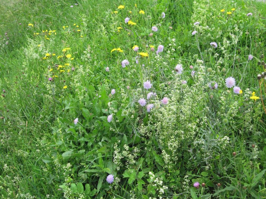 Factsheet: De bij in bloemrijk grasland op leem en klei Standplaats Bermen, dijktaluds, restgronden en natuurterreinen.