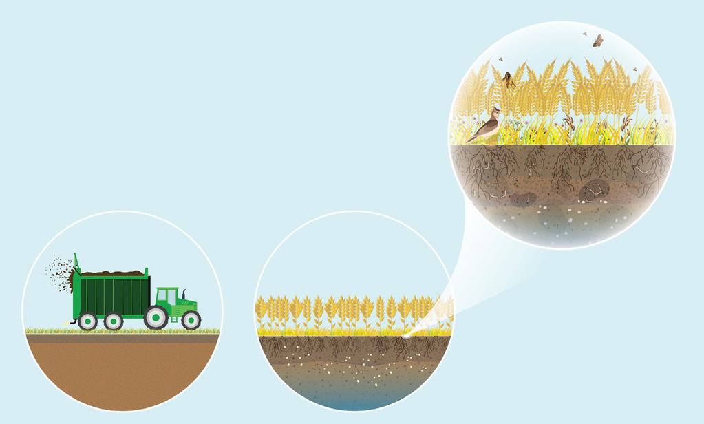 Figuur 3 Voorbeeld van de relatie tussen een maatregel, het landbouwkundige doel en het effect op biodiversiteit MAATREGEL Vergroten van aandeel gebruik organische stofrijke mestsoorten EFFECT OP