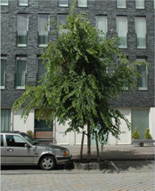 Resultaten: Ulmus Cathedral IJburg