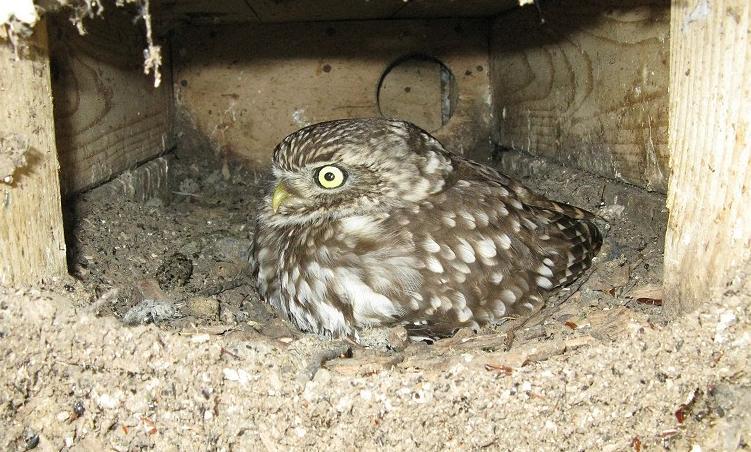 wij veel aanwijzingen dat deze marter de schuldige was. In zeker 20 nestkasten vonden we marteruitwerpselen. De Steenmarter gebruikt voor zijn uitwerpselen een z.g. latrine.