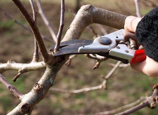 Snoeicursus Bij voldoende belangstelling wordt er door de afd. Noordkop van Groei & Bloei op zaterdag 23 maart weer een snoeicursus georganiseerd.