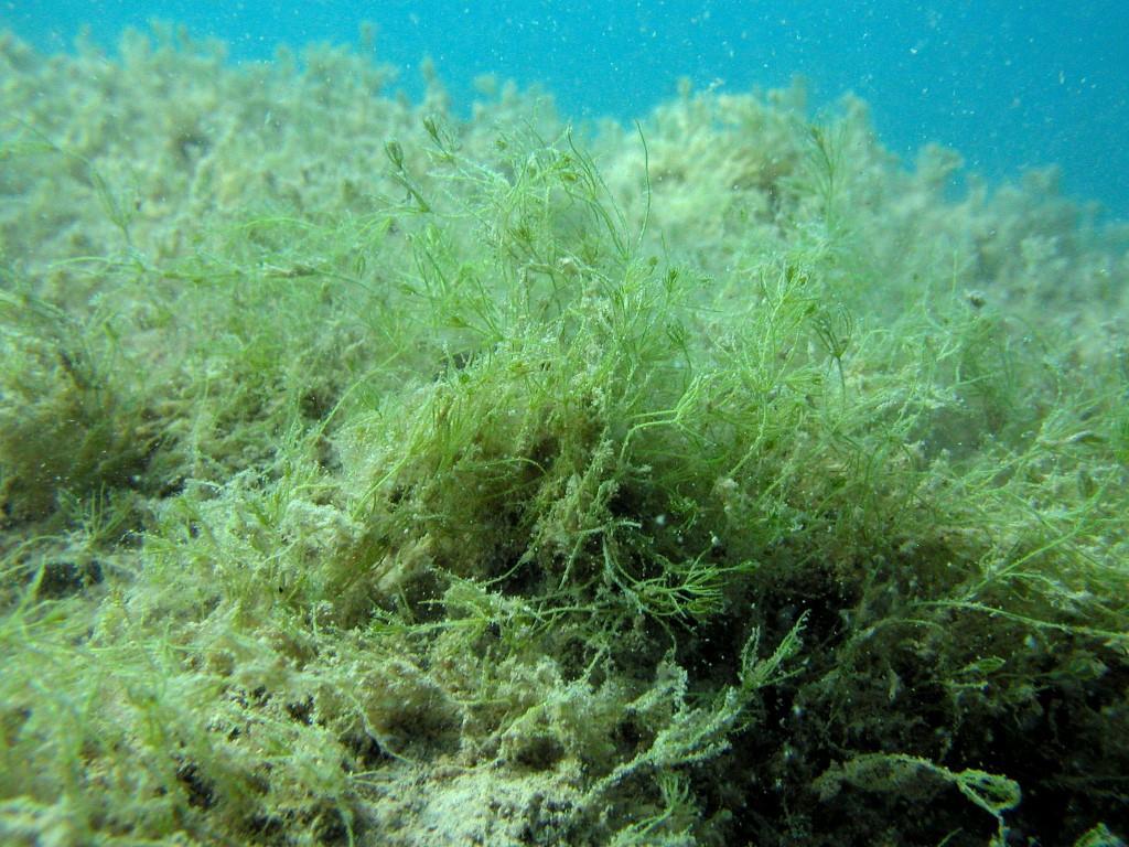 2 De duikexcursies Uitgangspunt is een drietal plantenlijsten gemaakt al duikend met ademlucht (scuba diving): één in 2013 en twee in 2018.