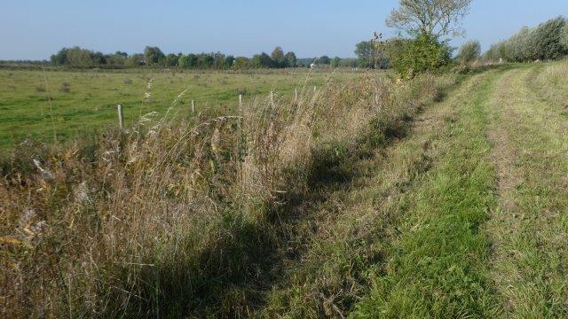 Vegetatie: Ruige grasvegetatie, tegen rietzone van de sloot. Met dauwbraam, kweek, rietzwenkgras, bijvoet. Hier en daar wat struweel met meidoorn en sleedoorn. Locatie 2, RDS: 22.8326-375.