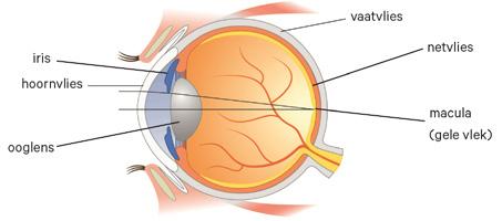 U bent naar de oogarts verwezen omdat u het medicijn Plaquenil gebruikt. Dit medicijn kan leiden tot een afwijking in het netvlies. Daarom worden uw ogen gecontroleerd door de oogarts.