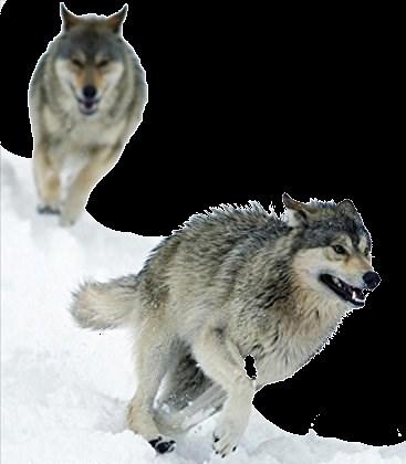 Op jacht De wolf jaagt op