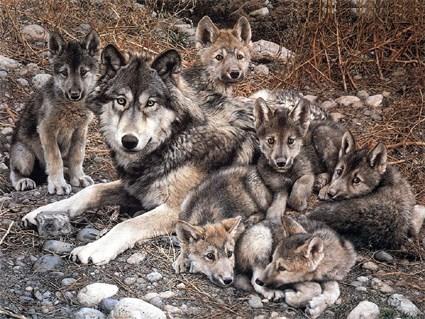 3. De roedel Rekel, wolvin en welpen Een groep wolven noem je een roedel.