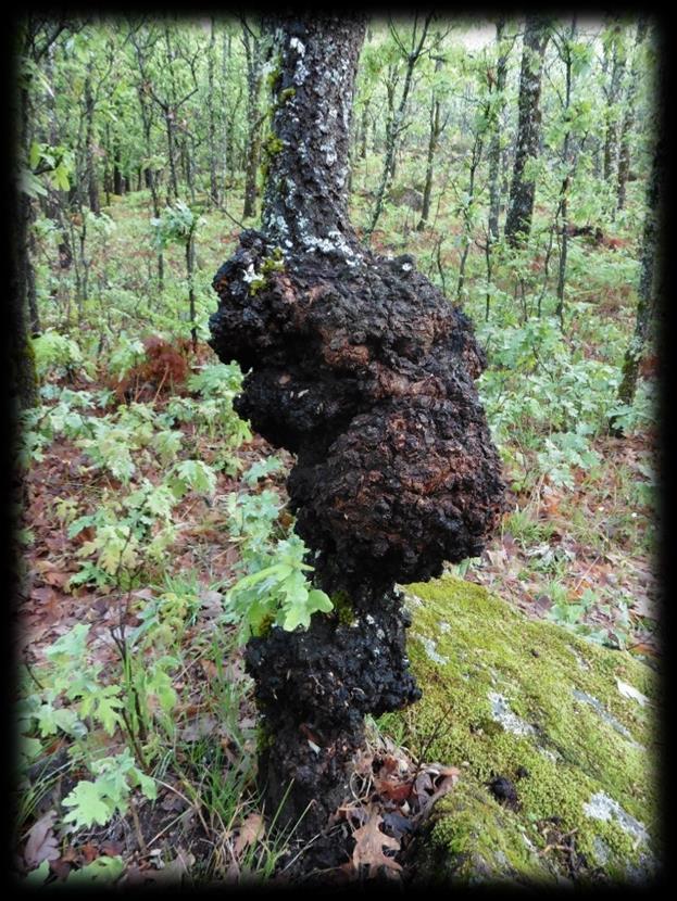 van grote natuurlijke rijkdom,