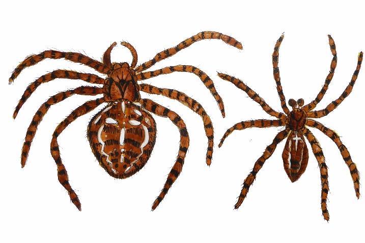 Volwassen spinnen leven in hun eentje en zoeken elkaar alleen op om te paren. Vrouwtjesspinnen zijn vaak groter dan mannetjes.