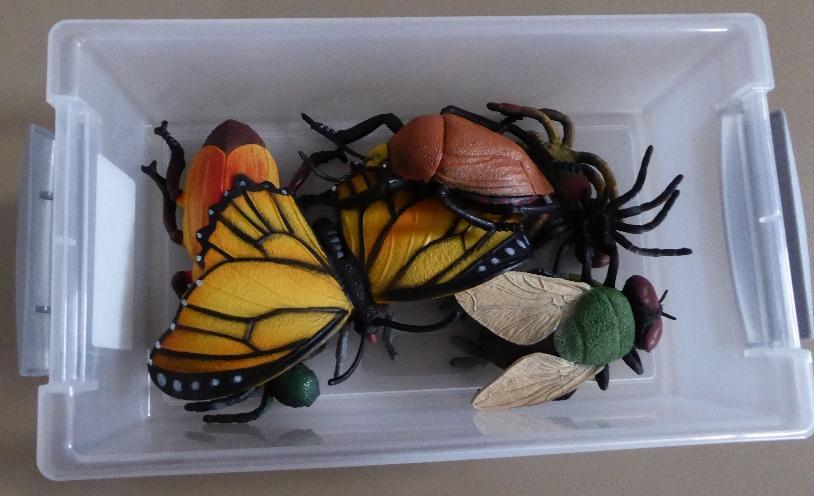 Haal een insect en een spin uit de doos om het verschil tussen spinnen en insecten uit te leggen.