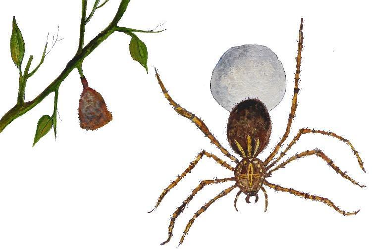 Spinnen beginnen hun leven als eitje in een zakje verpakt, de cocon.