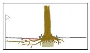 Toekomst huidige bomen Kapellerlaan Via onderstaande plaatjes uit de presentatie van BVB werd voor iedereen die avond duidelijk gemaakt hoe de huidige bomen en vooral de boomwortels zich gaan