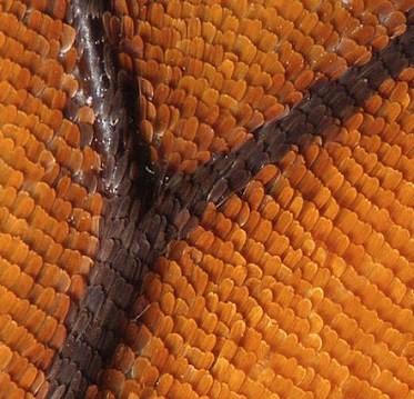 Als je een vleugel onder een microscoop legt, zie je heel goed de schubben. Net als bij een vis lijken het dakpannetjes. Als je een vlinder aanraakt, blijft er een soort poeder op je vinger achter.