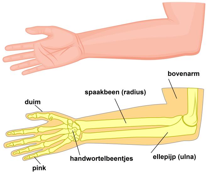 Té lange ellepijp De pols wordt gevormd door het spaakbeen (radius) en de ellepijp (ulna) in de onderarm en de handwortelbeentjes (zie afbeelding 1).