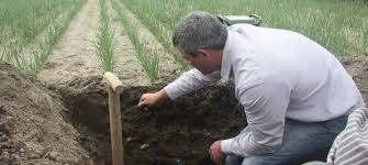 opdrogen Vroeg zaaien Optimale plantenvoeding Diep wortelgestel Gezonde planten De klimaatbestendige teler heeft geen