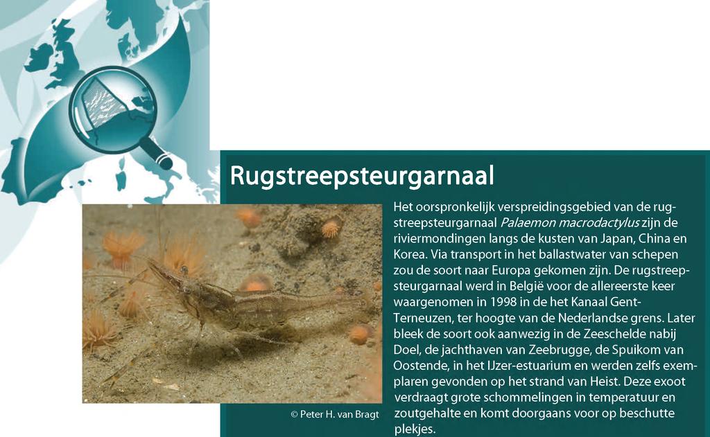 Wetenschappelijke naam Palaemon macrodactylus Rathbun, 1902 Oorspronkelijke verspreiding Het oorspronkelijk verspreidingsgebied van de rugstreepsteurgarnaal Palaemon m