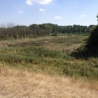 Werken aan houtplantages pijpenkop (Schulensmeer) De houtplantages zuidelijk van de pijpenkop van het Schulensmeer ( en op andere plaatsen) worden gedeeltelijk verwijderd.