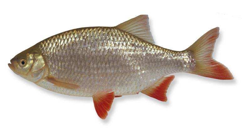 RUISVOORN (Scardinius erythrophthalmus) Leefomgeving De ruisvoorn is een vis van helder, stilstaand of langzaam stromend water dat rijk begroeid is met oever- en onderwaterplanten, afgewisseld met